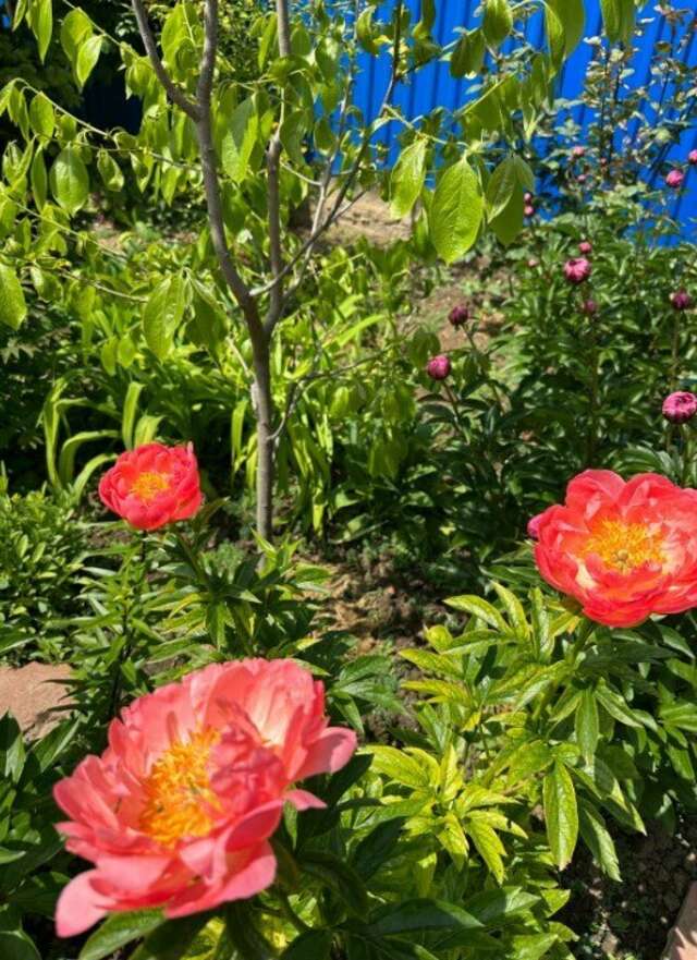 Гостиница Моника Керчь-27